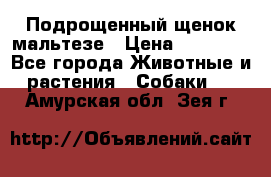 Подрощенный щенок мальтезе › Цена ­ 15 000 - Все города Животные и растения » Собаки   . Амурская обл.,Зея г.